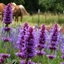 Picture of Agastache Blue Boa (PBR)