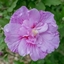 Picture of Hibiscus syriacus Lavender Chiffon ('Notwoodone') (PBR) (Chiffon Series)