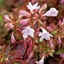Picture of Abelia × grandiflora Sunshine Daydream ('Abelops') (PBR)