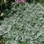 Picture of Artemisia ludoviciana Silver Queen