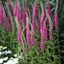Picture of Veronica spicata Rotfuchs