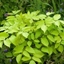 Picture of Aralia cordata Sun King