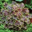 Picture of × Heucherella Solar Eclipse