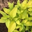 Picture of Origanum vulgare Aureum
