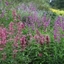 Picture of Agastache mexicana Red Fortune (PBR)