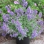 Picture of Nepeta × faassenii Junior Walker ('Novanepjun') (PBR)