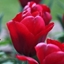 Picture of Tulipa Seadov