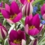 Picture of Tulipa humilis Persian Pearl