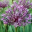 Picture of Allium rosenbachianum