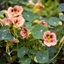 Picture of Tropaeolum majus Ladybird Rose