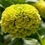 Picture of Zinnia elegans Envy