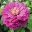 Picture of Zinnia elegans Purple Prince