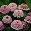 Picture of Zinnia elegans Zinderella Lilac