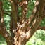 Picture of Acer griseum