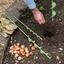 Picture of Bulb planting auger