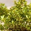 Picture of Coprosma Lemon and Lime (PBR)