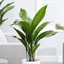 Picture of Aspidistra elatior