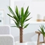 Picture of Yucca elephantipes