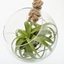 Picture of Tillandsia xerographica