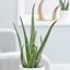 Picture of Aloe vera