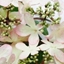 Picture of Viburnum plicatum f. tomentosum Kilimanjaro Sunrise ('Jww5') (PBR)