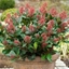 Picture of Skimmia japonica Rubella
