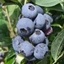 Picture of blueberry Blauweiss-Goldtraube