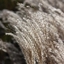 Picture of Miscanthus sinensis Kleine Fontäne