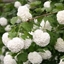 Picture of Viburnum opulus Roseum