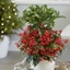 Picture of Ardisia crenata Queen Star (PBR)