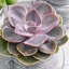 Picture of Echeveria Perle von Nürnberg