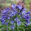 Picture of Agapanthus Headbourne hybrids