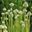 Picture of Allium fistulosum