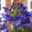 Picture of Agapanthus Flower of Love