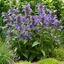 Picture of Nepeta Neptune ('Bokratune') (PBR)