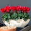 Picture of Cyclamen persicum Verano Red (Super Verano Series)
