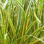 Picture of Carex morrowii Everglow (PBR) (EverColor Series)