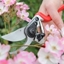 Picture of Darlac expert bypass pruner