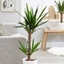 Picture of Yucca elephantipes