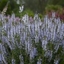 Picture of Salvia nemorosa Crystal Blue (Color Spires Series)
