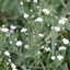 Picture of Gypsophila Rosenschleier