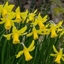 Picture of Narcissus February Gold- XL Landscaping pack