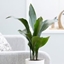 Picture of Aspidistra elatior