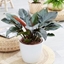 Picture of Philodendron Imperial Red
