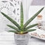Picture of Sansevieria cylindrica Motum Kenya