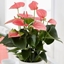 Picture of Anthurium Pink Champion ('Antinkeles') (PBR)