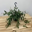 Picture of Aeschynanthus marmoralus