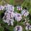 Picture of Verbena rigida f. lilacina