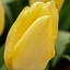 Picture of Tulipa Sunny Prince (PBR)
