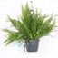 Picture of Nephrolepis exaltata Green Lady